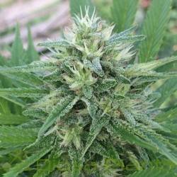 PANAMA X MALAWI · Ace Seeds...