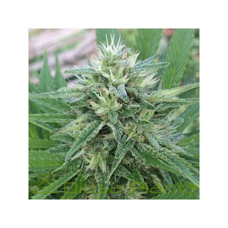 PANAMA X MALAWI · Ace Seeds · semillas de marihuana · Fem