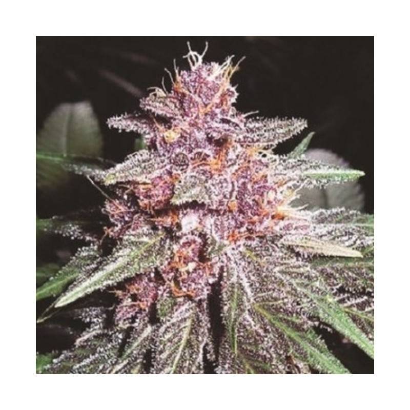 VIOLETA · Ace Seeds · semillas de marihuana · Fem