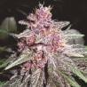 VIOLETA · Ace Seeds · semi di canapa · Fem