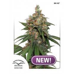 HIFI 4G · Dutch Passion · semi di canapa . Fem