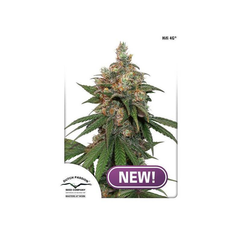 HIFI 4G · Dutch Passion · semillas de marihuana · Fem
