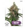 HIFI 4G · Dutch Passion · semi di canapa . Fem