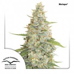 MERINGUE · Dutch Passion · semillas de marihuana · Fem