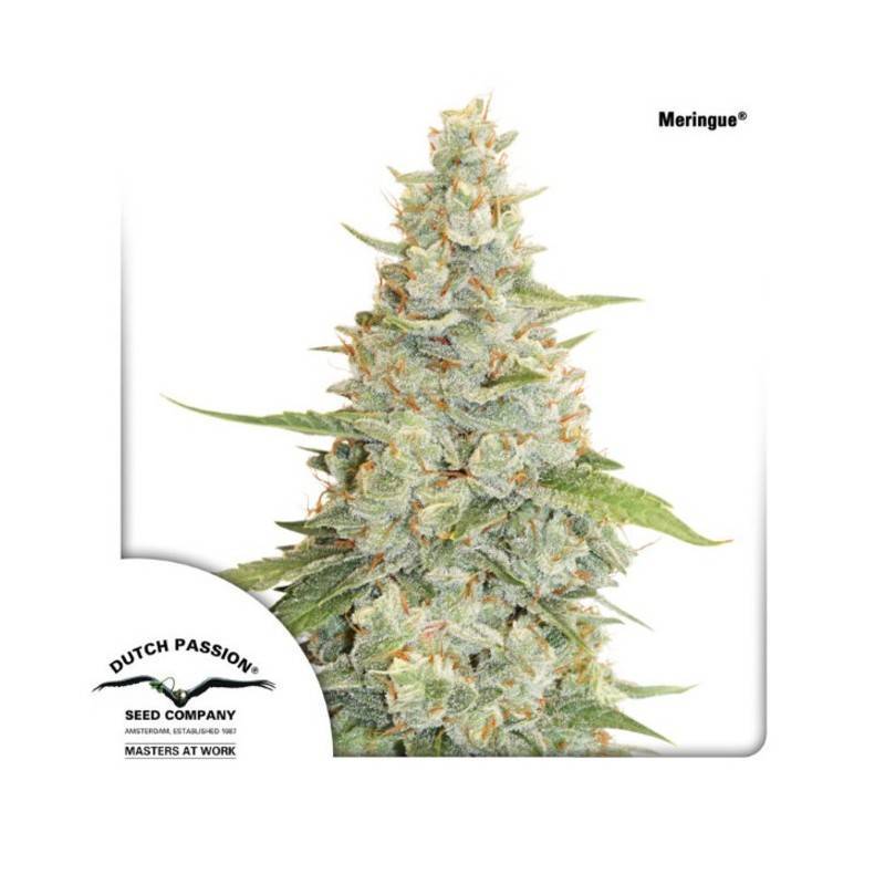 MERINGUE · Dutch Passion · semillas de marihuana · Fem