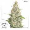 MERINGUE · Dutch Passion · semi di canapa indiana · Fem