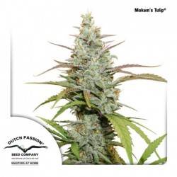 MOKUM'S TULIP · Dutch Passion · semi di canapa indiana · Fem