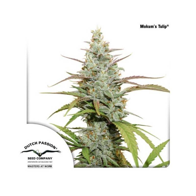 MOKUM'S TULIP · Dutch Passion · cannabis seeds · Fem
