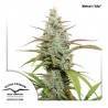 MOKUM'S TULIP · Dutch Passion · semillas de marihuana · Fem