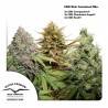 CBD RICH FEMINIZED MIX ·  Dutch Passion · semillas de marihuana  · Fem
