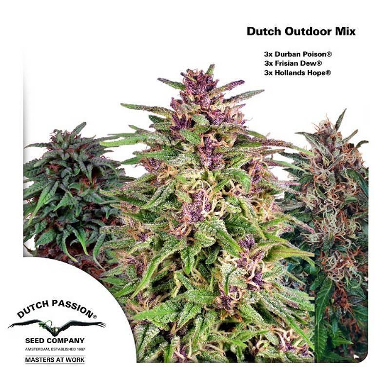 DUTCH OUTDOOR MIX ·  Dutch Passion · semillas de marihuana  · Fem