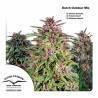 DUTCH OUTDOOR MIX ·  Dutch Passion · cannabis seeds · Fem