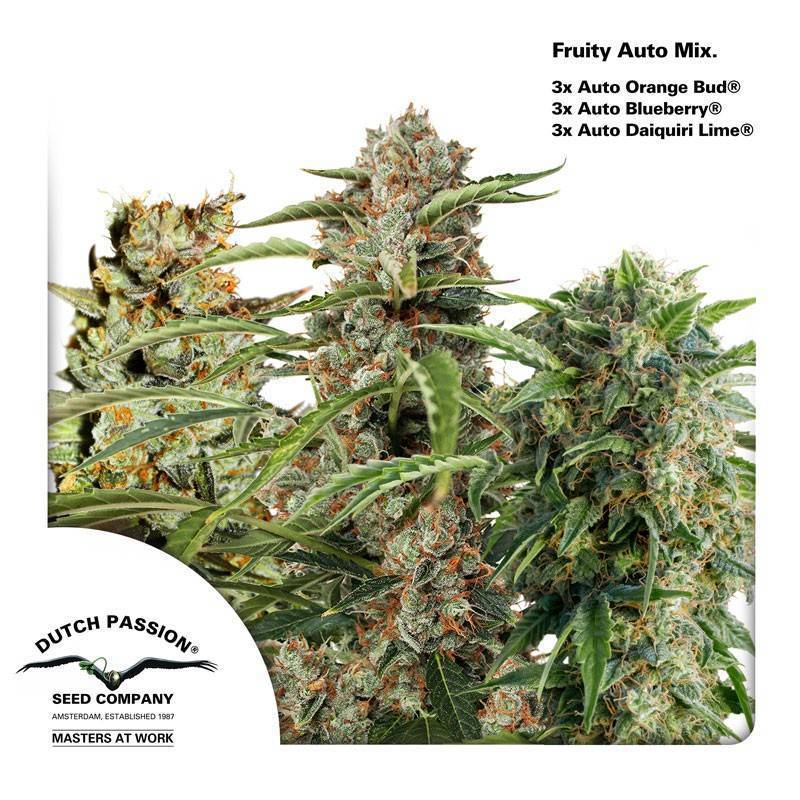 HIGH POTENCY AUTO MIX · Dutch Passion · cannabis seeds · Auto Fem