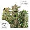 HIGH POTENCY AUTO MIX · Dutch Passion · semi di canapa · Auto Fem