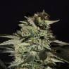 Medizinal CBD · Genehtik · semillas de marihuana · Fem