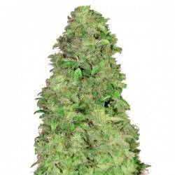 CBD Auto 20:1 · FastBuds Seeds · semillas de marihuana · AutoFem