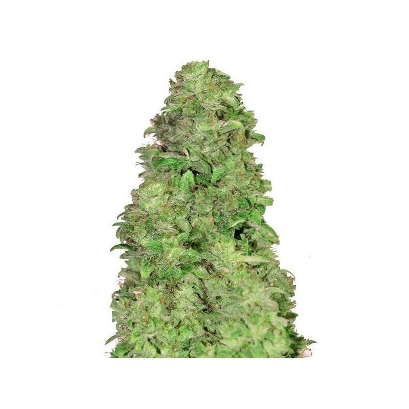 CBD Auto 20:1 · FastBuds Seeds · semillas de marihuana · AutoFem