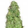 CBD Auto 20:1 · FastBuds Seeds · semillas de marihuana · AutoFem