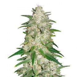 Gelato Auto Semi | FastBuds | Gusto Gelato Artigianale