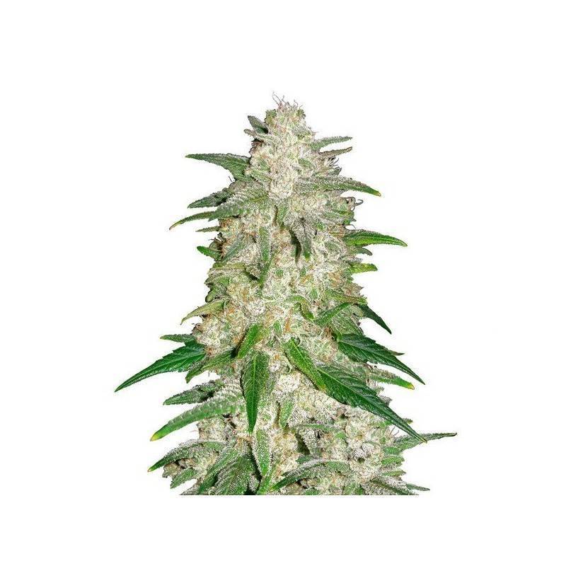 Gelato Auto Semi | FastBuds | Gusto Gelato Artigianale