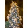 BLUE FIRE · Humboldt Seeds Organization · semillas de marihuana  · Fem
