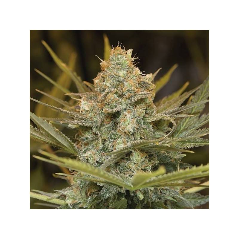 THREE BLUE KINGS · Humboldt Seeds Organization · semi di canapa  · Fem