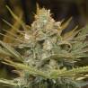 THREE BLUE KINGS · Humboldt Seeds Organization · semi di canapa  · Fem