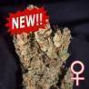 LEMON SPUTNIK AUTO · K.C.Brains Seeds · semillas de marihuana · AutoFem