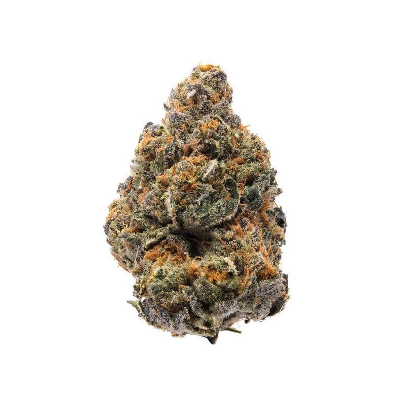 THE NEW · Humboldt Seeds Organization · semillas de marihuana  · Fem