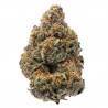 THE NEW · Humboldt Seeds Organization · semillas de marihuana  · Fem