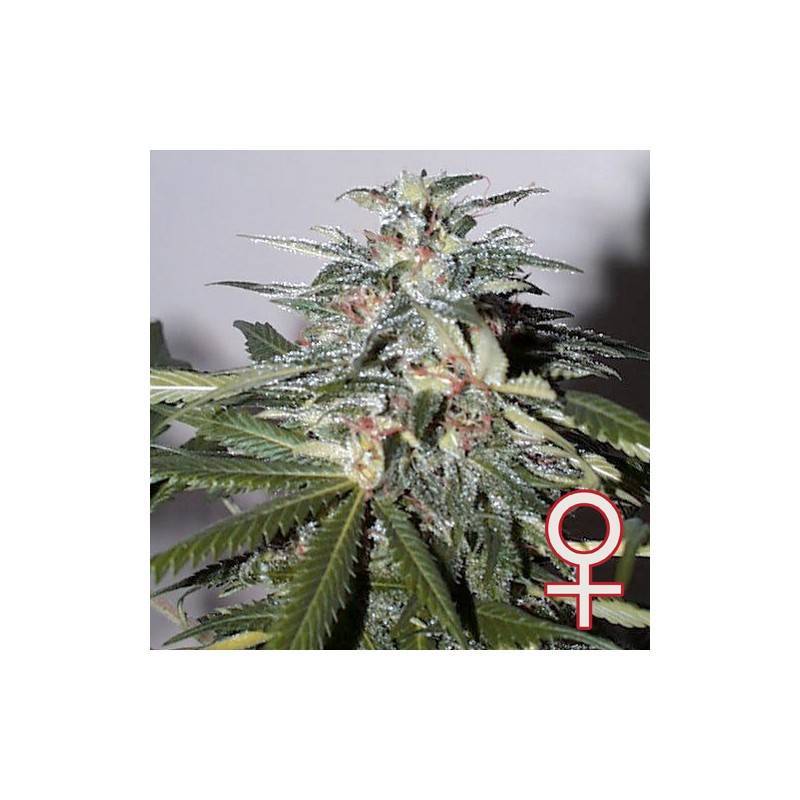 K.C. 51 AUTO · K.C.Brains Seeds · semillas de marihuana · AutoFem