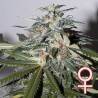 K.C. 51 AUTO · K.C.Brains Seeds · semillas de marihuana · AutoFem