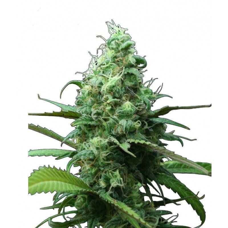 FAR OUT - 3 · Mandala Seeds · cannabis seeds - Feminised