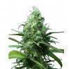 FAR OUT · Mandala Seeds · semillas de marihuana · Feminizadas
