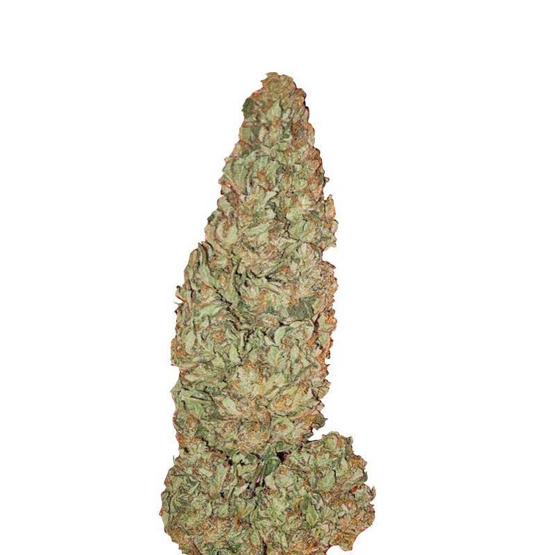 HUBBLE BUBBLE · Mandala Seeds · semillas de marihuana - Fem