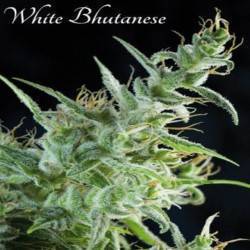WHITE BHUTANESE · Mandala...