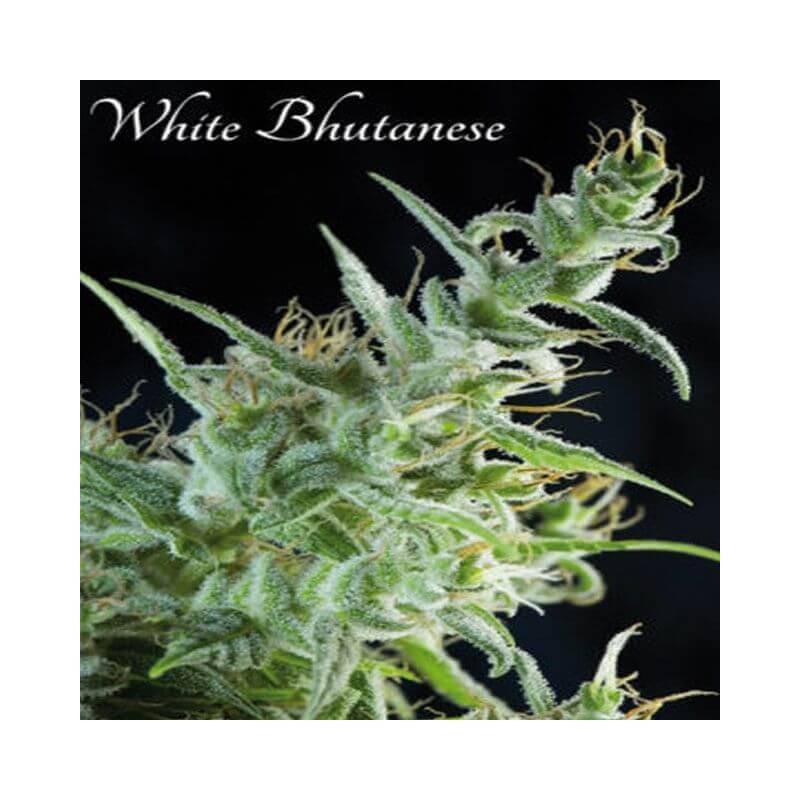 White Bhutanes - 3 · Mandala Seeds · semi di canapa indiana - Femminizzati