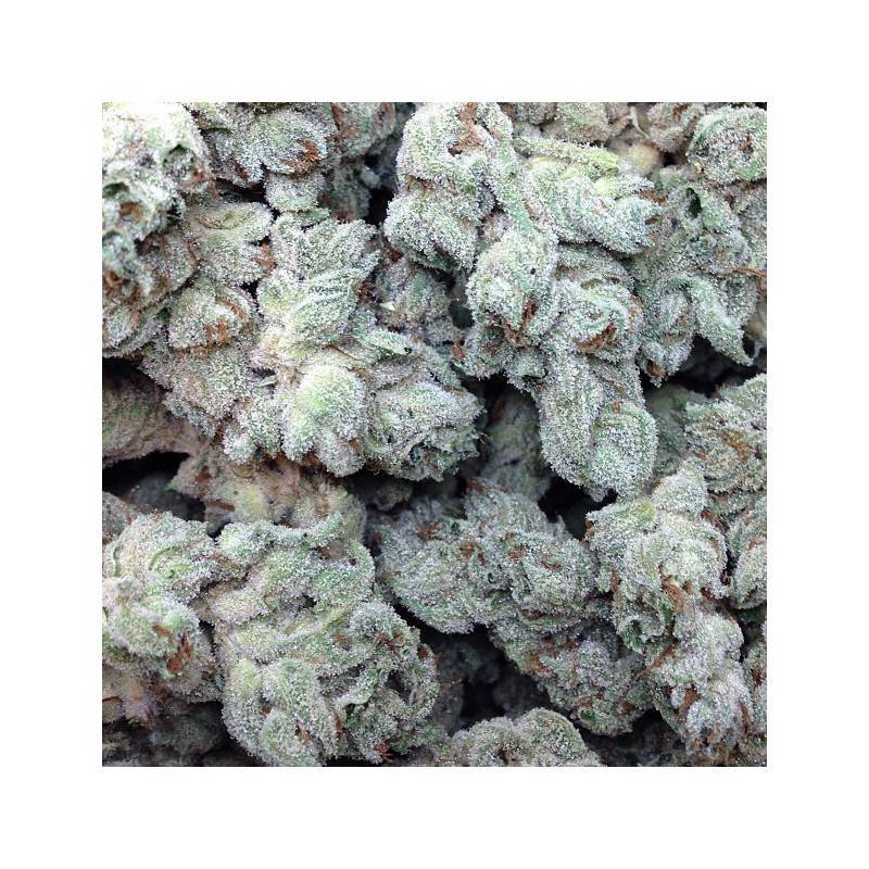 WHITE MAGIC · Mandala Seeds · semillas de marihuana · Fem