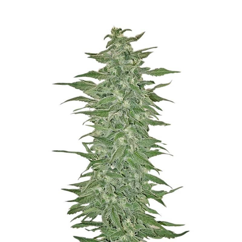 RISHI KUSH · Mandala Seeds · semillas de marihuana · Reg