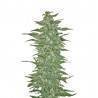 RISHI KUSH · Mandala Seeds · semillas de marihuana · Reg