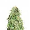 POINT OF NO RETURN · Mandala Seeds · semillas de marihuana · Reg