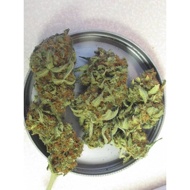 GANESH · Mandala Seeds · semillas de marihuana · Reg