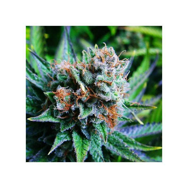 BLUE DREAM · Nirvana Seeds · semillas de marihuana · Fem
