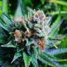 BLUE DREAM · Nirvana Seeds · semi di canapa · Fem
