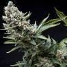 AUTO NEW YORK CITY · Pyramid Seeds · cannabis seeds · AutoFem