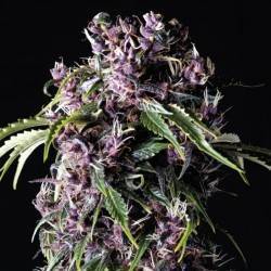 PURPLE · Pyramid Seeds · semillas de marihuana · Fem