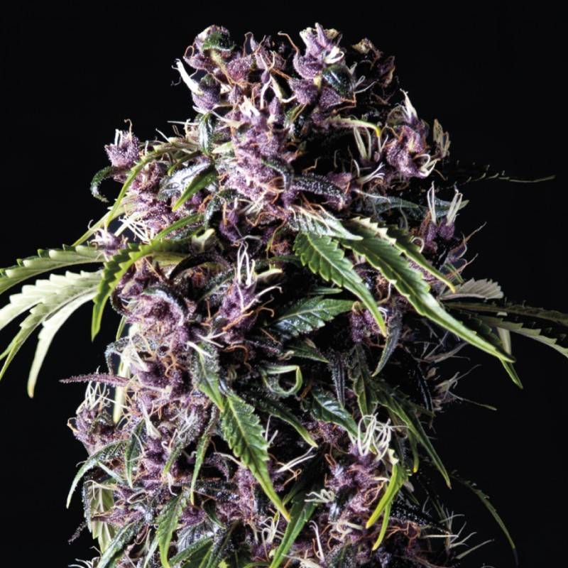 PURPLE · Pyramid Seeds · semillas de marihuana · Fem