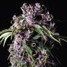 PURPLE · Pyramid Seeds · semi di canapa · Fem