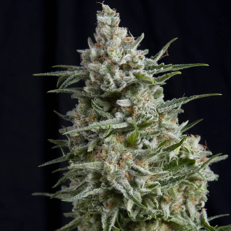 ANESTHESIA · Pyramid Seeds · semillas de marihuana · Fem