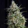 ANESTHESIA · Pyramid Seeds · semillas de marihuana · Fem